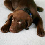 Brown Dog Laying on White Carpet