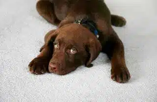 Pet Urine And Stain Removal nav