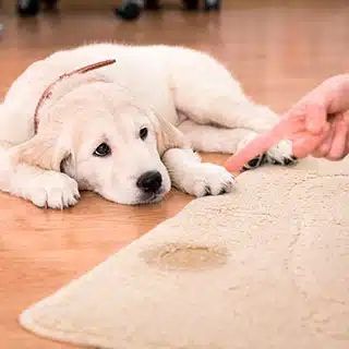 Pet Urine & Odor Removal